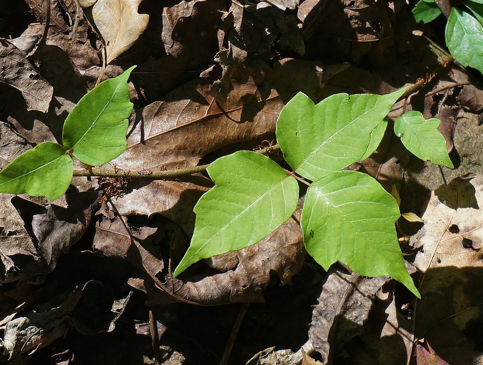 Poison ivy showing hand shaped leaves with thumbs